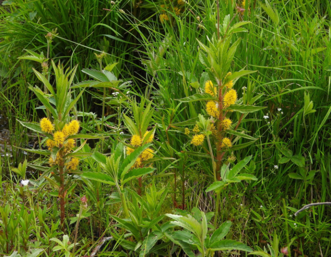 Gălbășoară de turbărie
