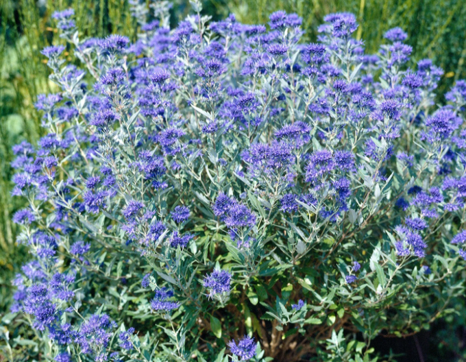Caryopteris × clandonensis "HEAVENLY BLUE" 9x9