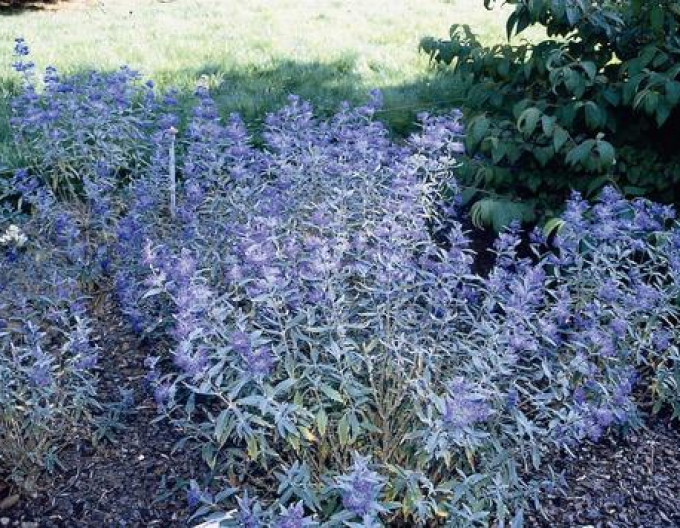 Caryopteris × clandonensis "HEAVENLY BLUE" 9x9