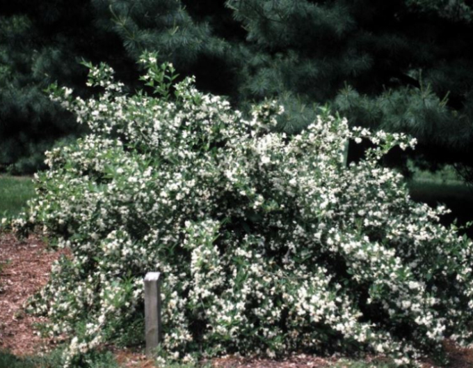 Weigelia ´Snow Flake´