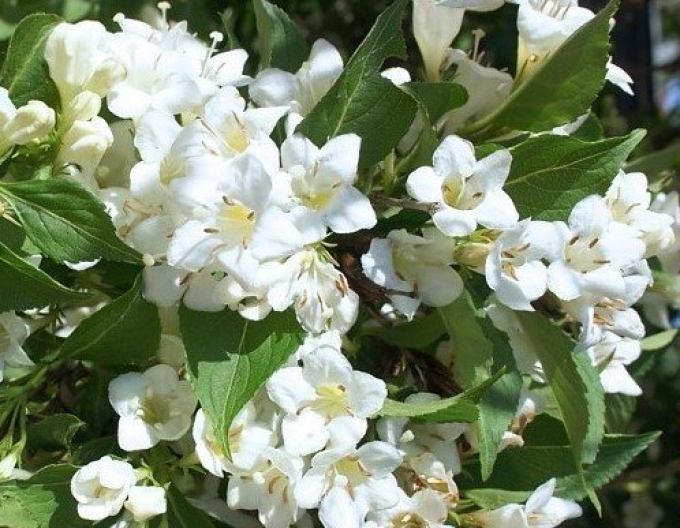 Weigelia ´Snow Flake´