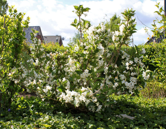 Weigelia ´Snow Flake´