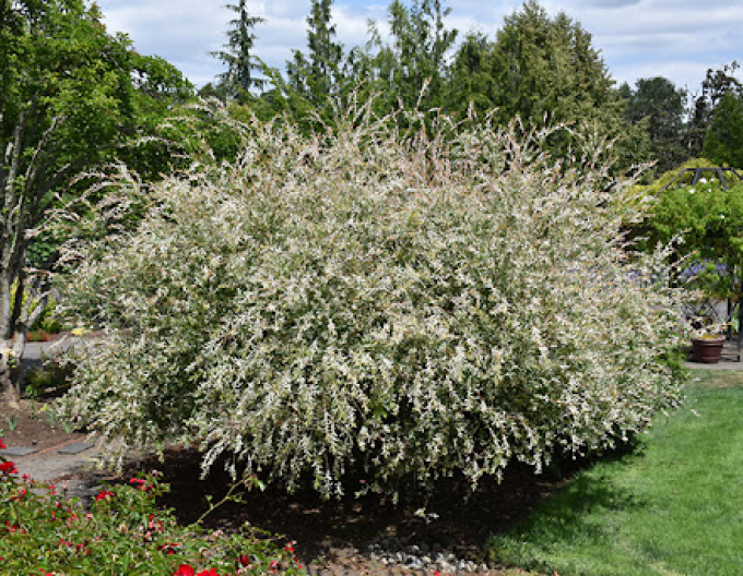 Salcie japoneză Hakuro-Nishiki KER