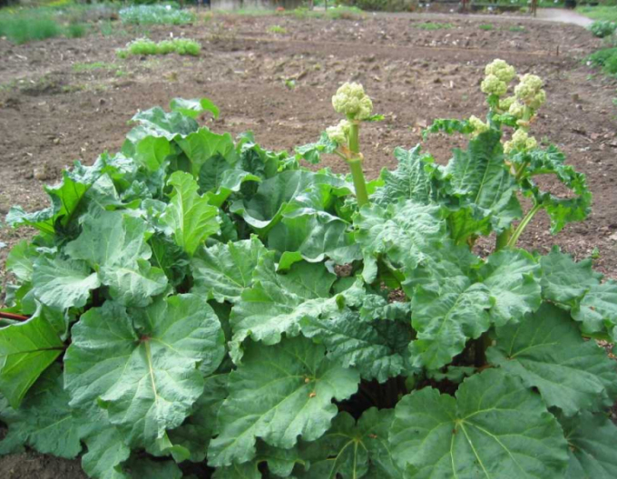 Rubarbă