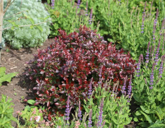 Berberis thunbergii "Bagatelle"