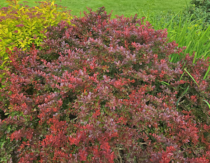Berberis thunbergii "Bagatelle"