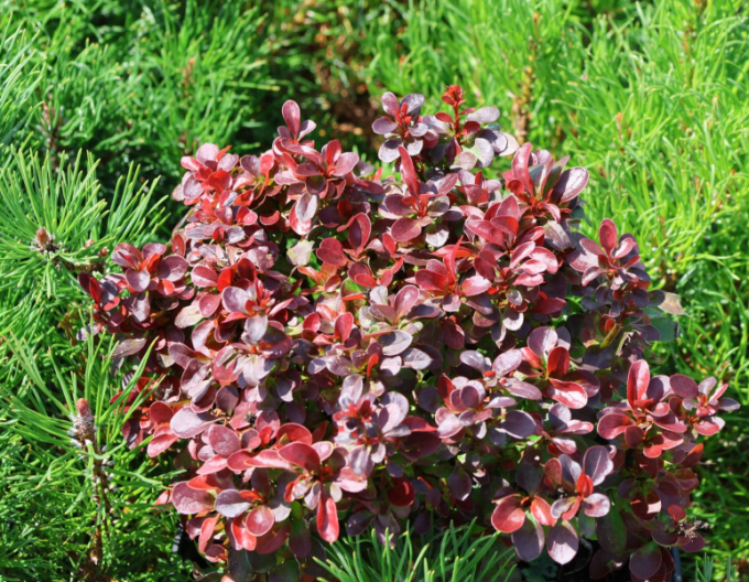 Berberis thunbergii "Bagatelle"