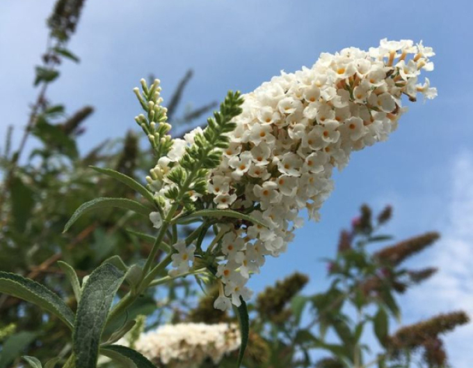 Buddleja davidii White Profusion