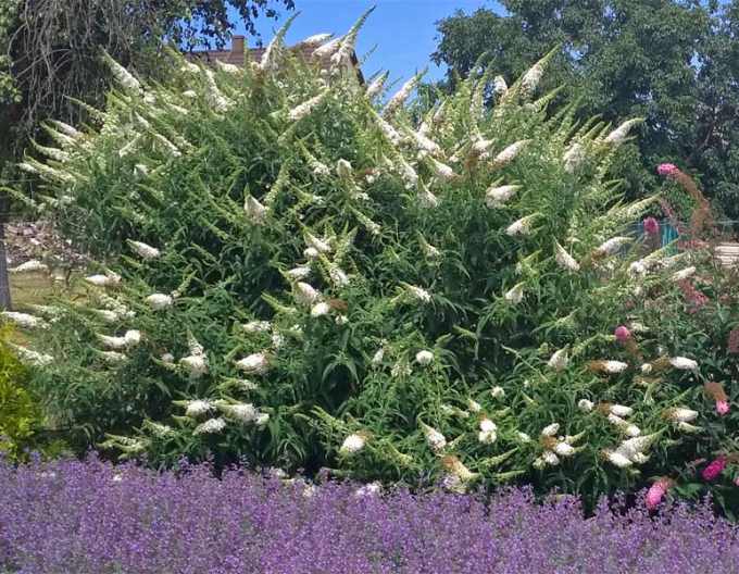 Buddleja davidii White Profusion