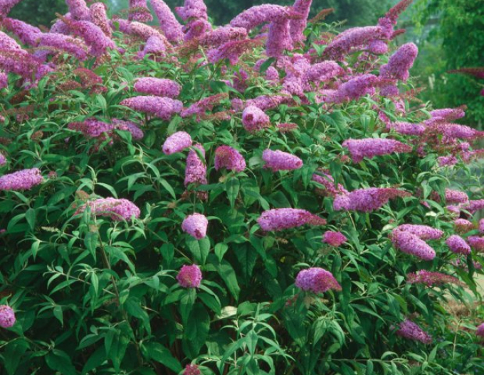 Buddleja davidii Pink Delight 2l