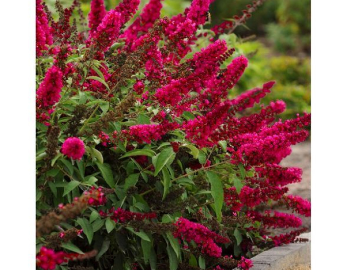 Buddleja ´Red Royal´