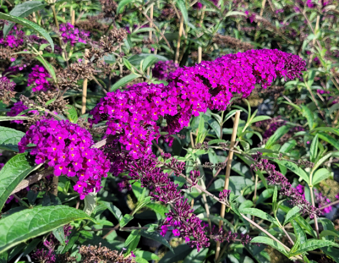 Buddleja ´Red Royal´