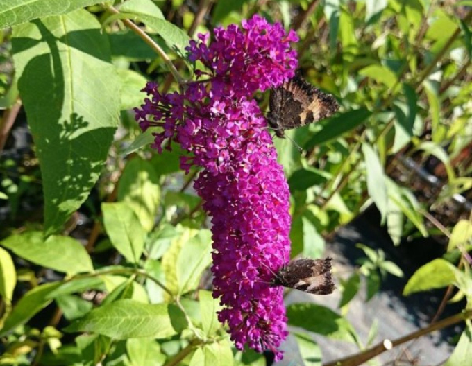 Buddleja ´Red Royal´