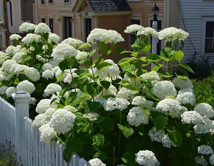 Hortensie arborescentă Annabelle 2l