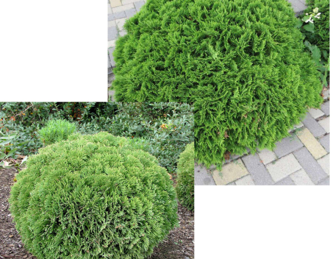 Thuja de vest ´Danica´
