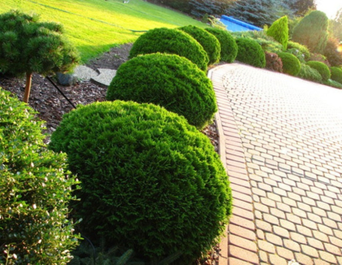 Thuja de vest ´Danica´