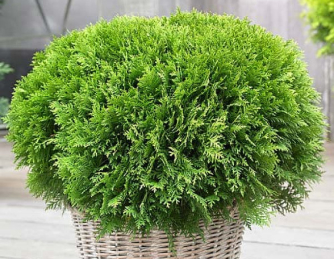 Thuja de vest ´Danica´