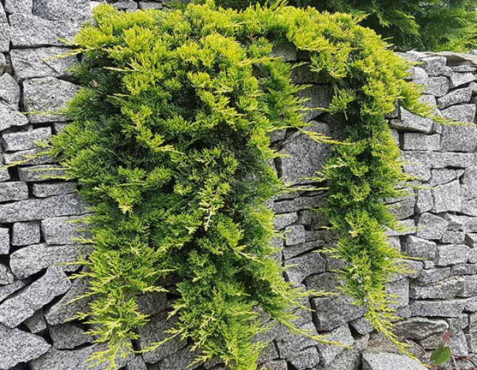 Lenupar  GOLDEN CARPET