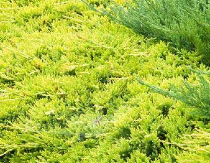 Lenupar  GOLDEN CARPET