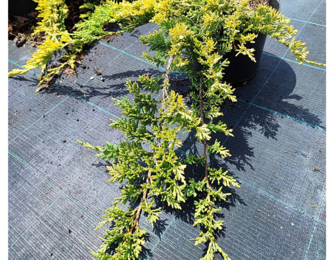 Lenupar  GOLDEN CARPET