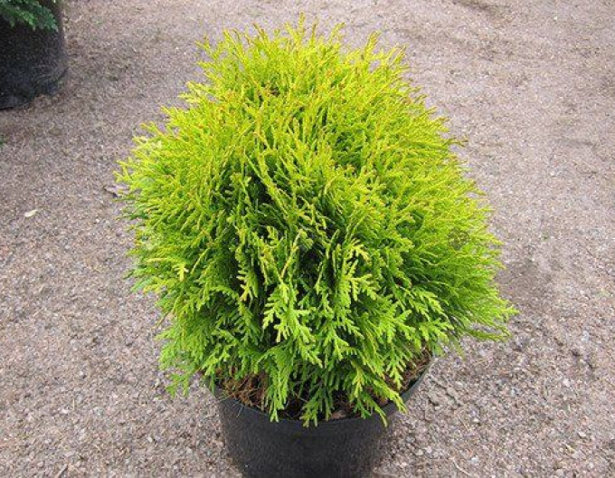 Thuja de vest "Mirjam