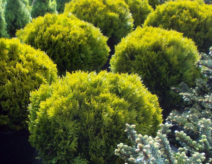 Thuja de vest "Mirjam