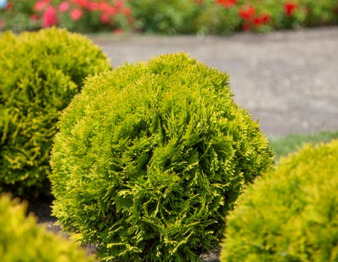 Thuja de vest "Mirjam