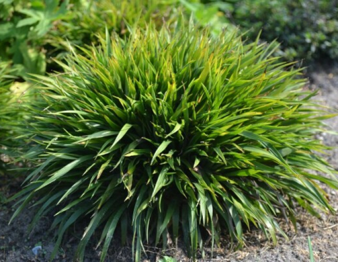 Iarbă japoneză Puf ´Igel´