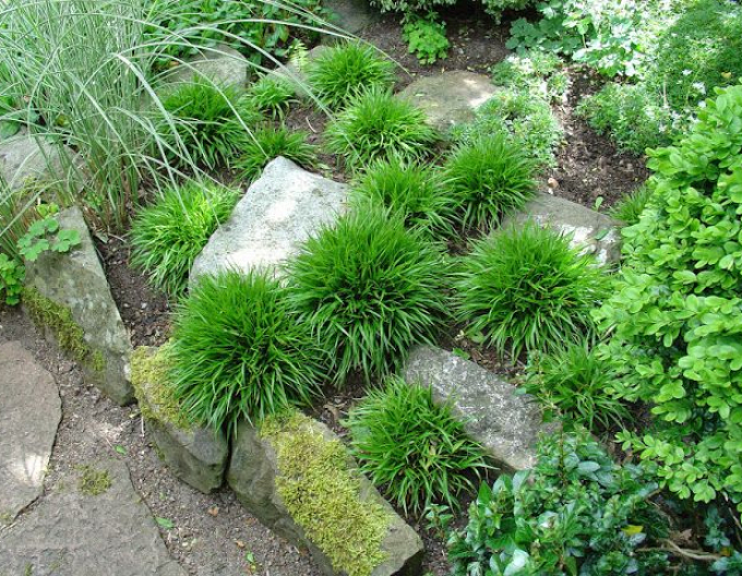 Iarbă japoneză Puf ´Igel´