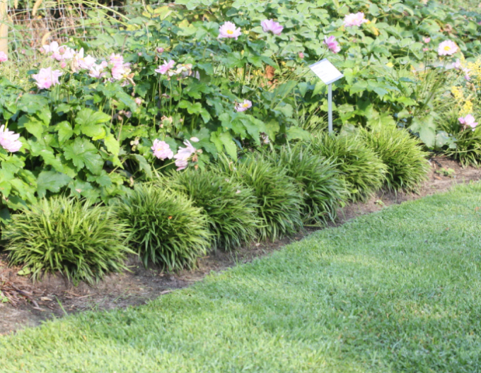 Iarbă japoneză Puf ´Igel´