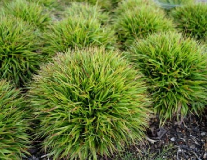 Iarbă japoneză Puf ´Igel´