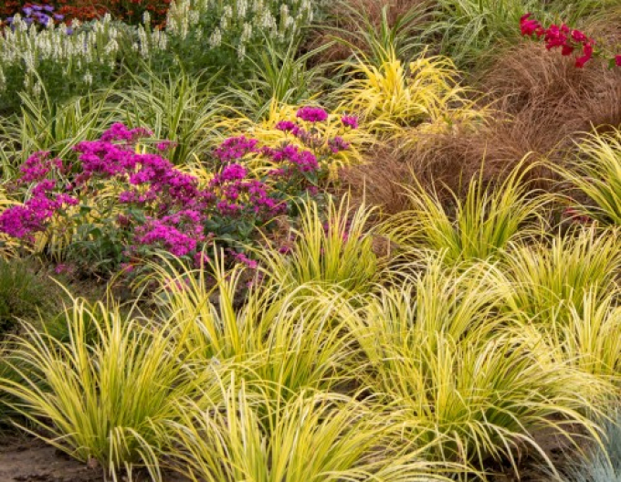 Acorus Golden Delight 9x9