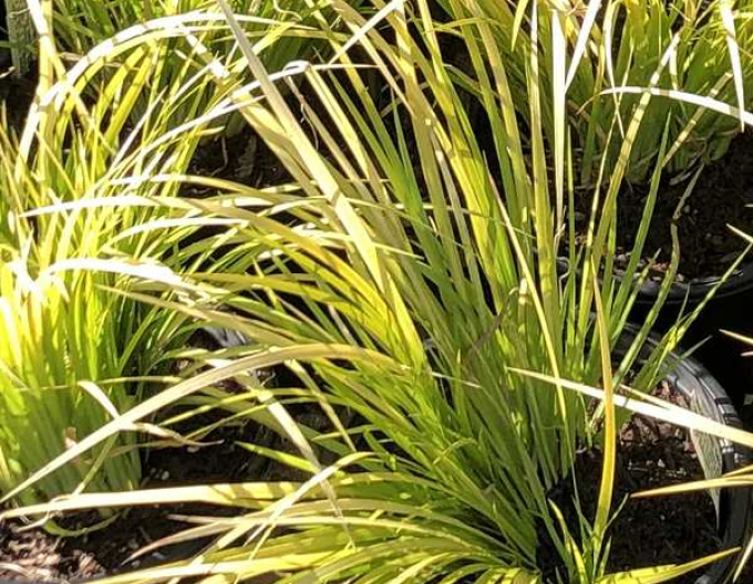 Acorus Golden Delight 9x9