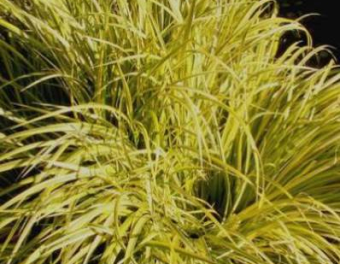 Acorus Golden Delight 9x9