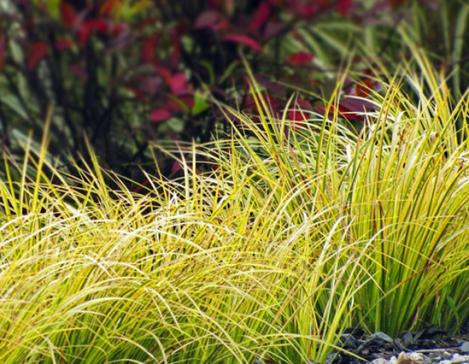 Acorus Golden Delight 9x9