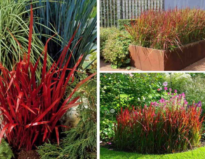 Imperata cylindrica "Red Baron" 2l