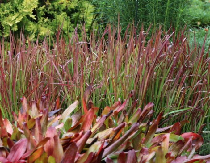 Imperata cylindrica "Red Baron" 2l