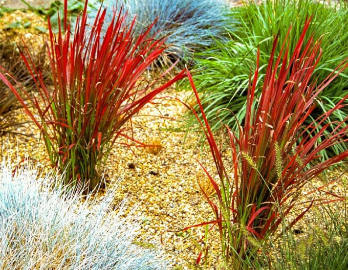 Imperata cylindrica "Red Baron" 2l