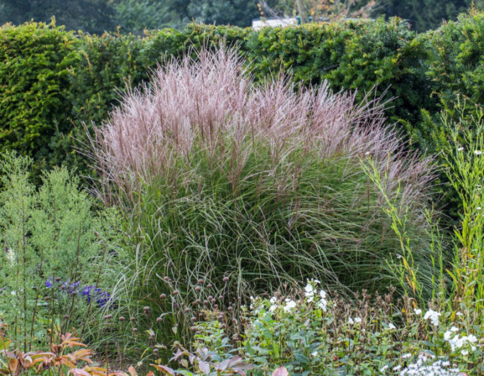 Miscanthus sinensis  Kleine Silberspinne
