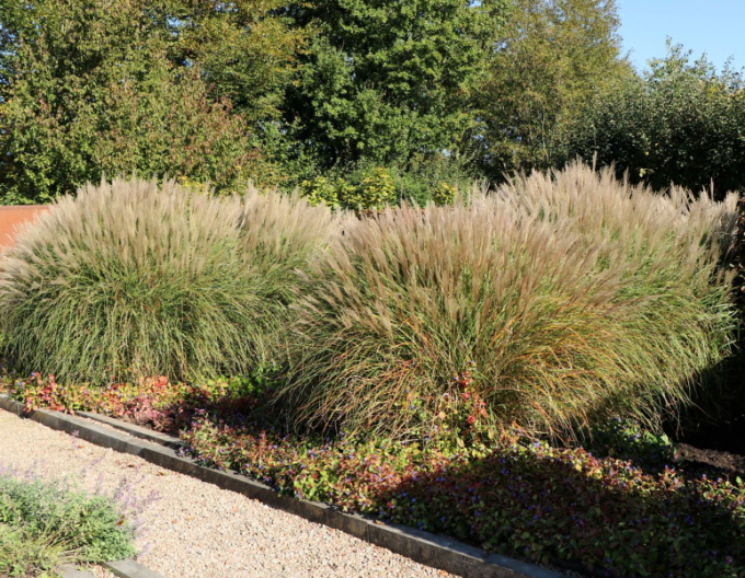 Miscanthus sinensis  Kleine Silberspinne