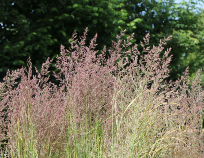 Calamagrostis  ´Overdam´ 9x9