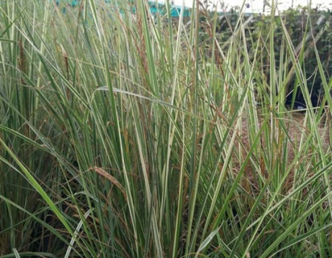 Calamagrostis  ´Overdam´ 9x9