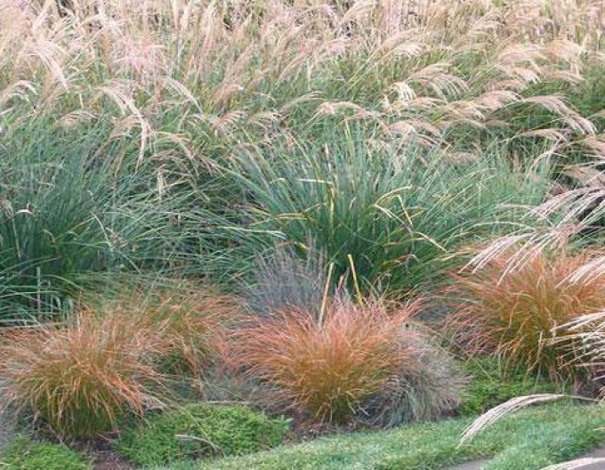 Carex ´Prairie Fire´