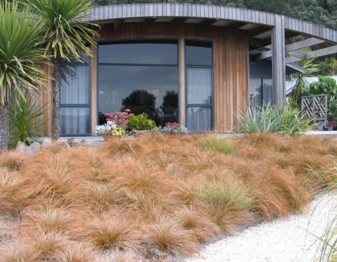 Carex ´Prairie Fire´