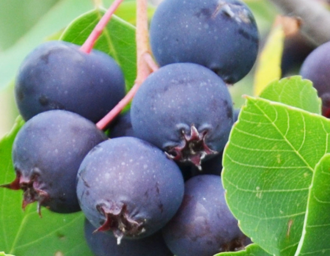 Afin canadian - Amelanchier alnifolia Thiessen