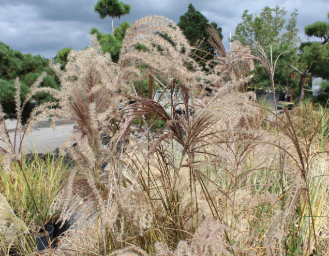 Miscanthus sinensis ´Graziella´