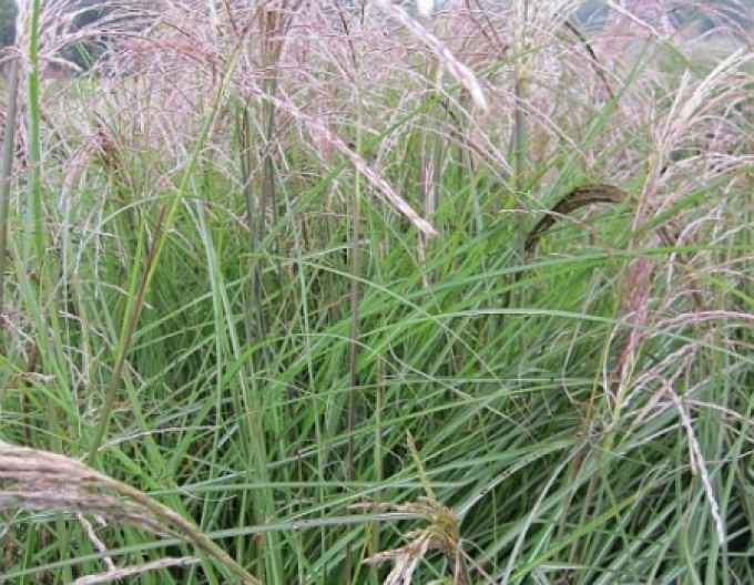 Miscanthus sinensis ´Graziella´