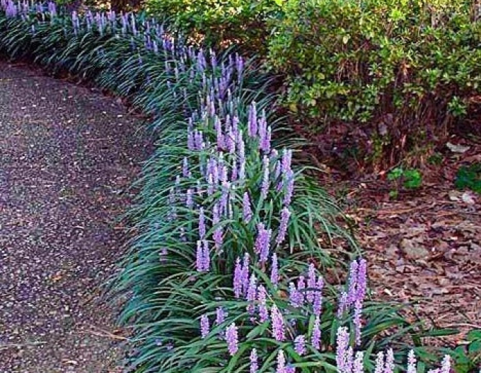 Liriopa bluestem ´Big Blue´