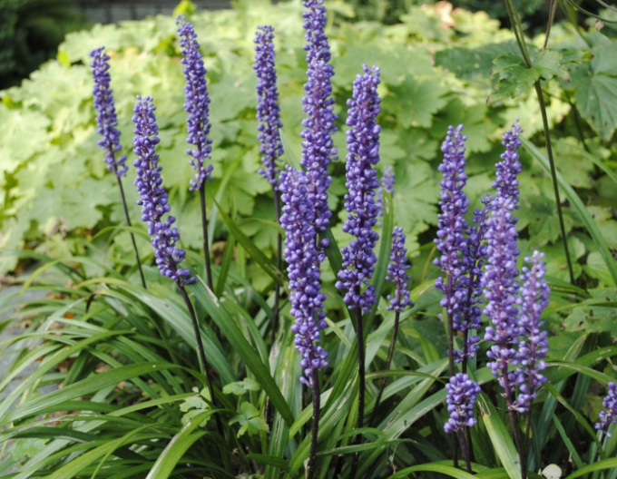 Liriopa bluestem ´Big Blue´