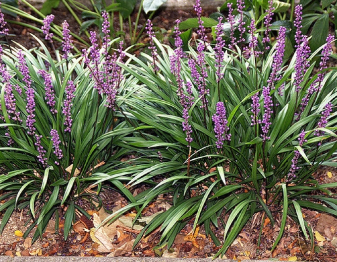 Liriopa bluestem ´Big Blue´